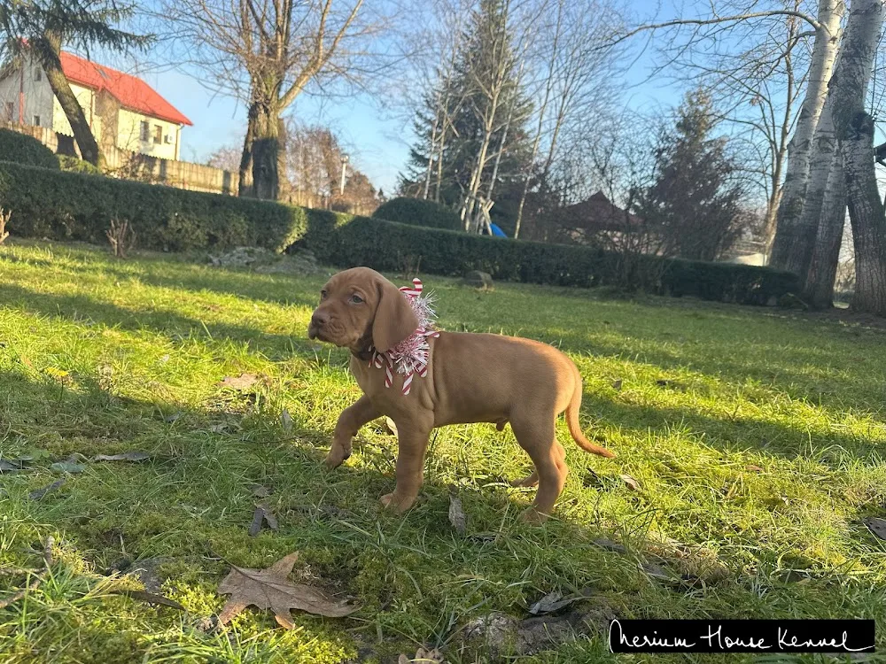 Nerium House Kennel FCI | Canisă Vizsla Maghiară (Partner of Royal Canin Prestige Breeders' Club) - Bucharest pet otel görseli 3