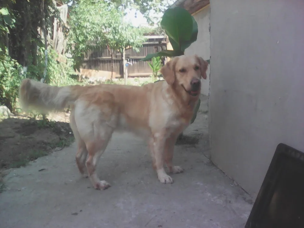 Pensiune Canina / Dresaj Canin - Bucharest pet otel görseli 2
