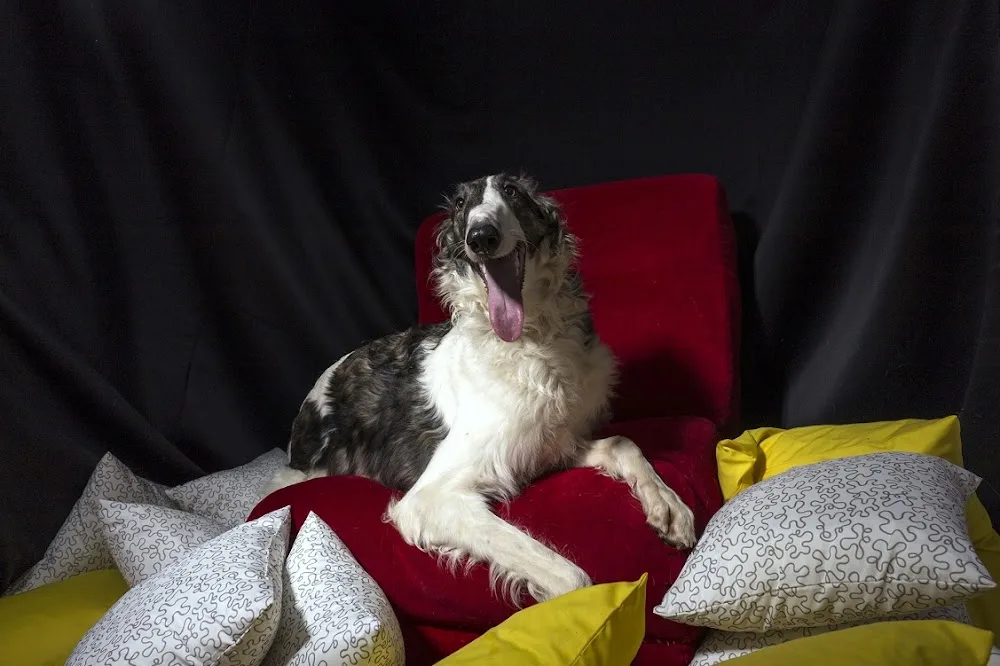 Pet Hotel - Bucharest pet otel görseli 2