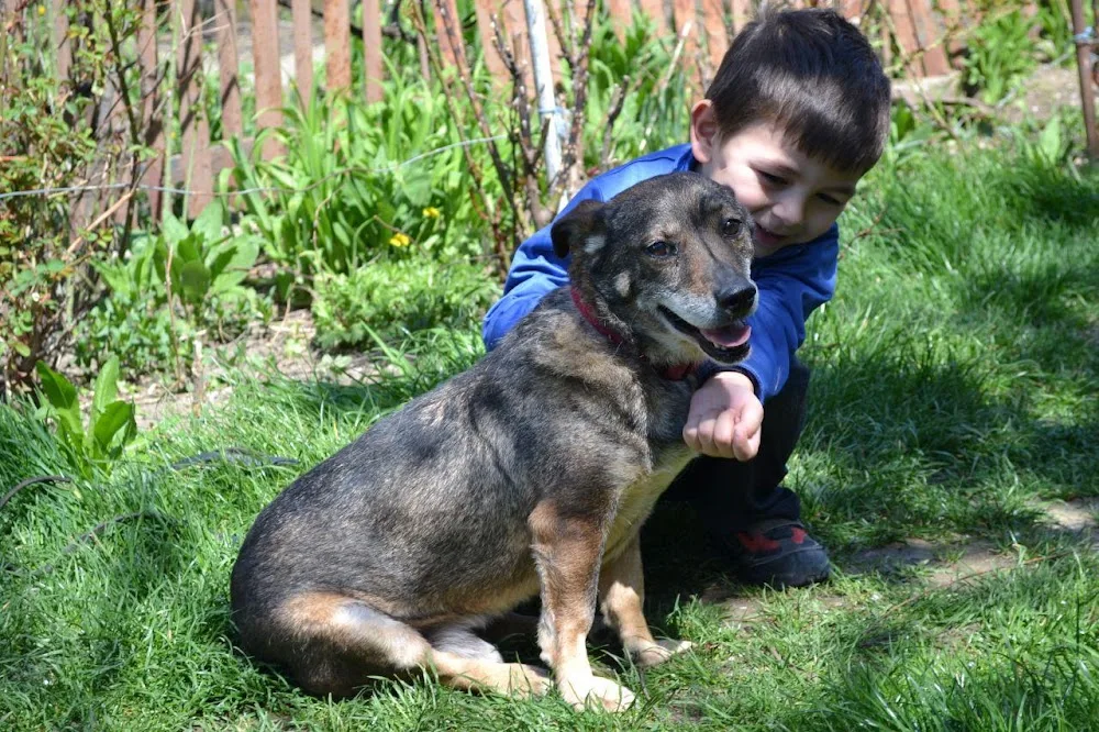 Pet Hotel - Bucharest pet otel görseli 3