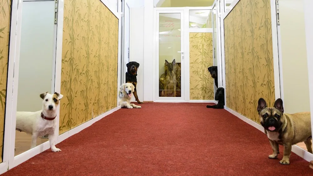 Ringstar Pet Hotel - Bucharest pet otel görseli 2