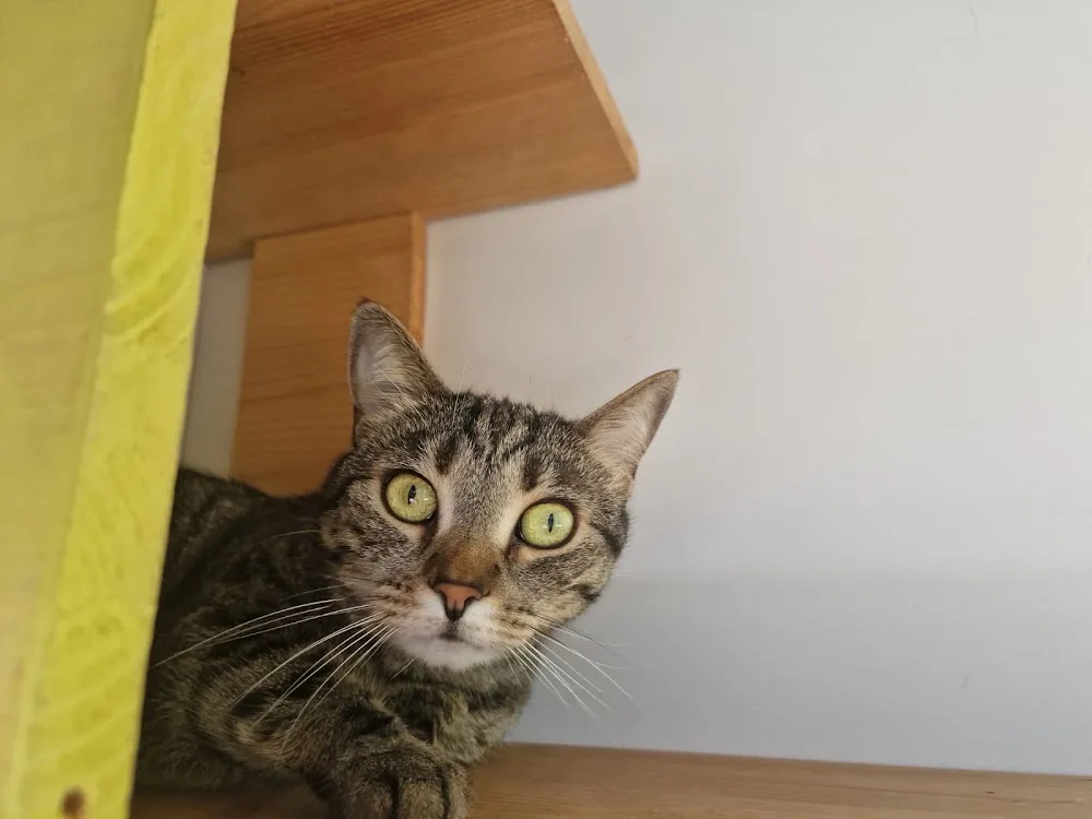 Royal Pet Hotel - Bucharest pet otel görseli 2