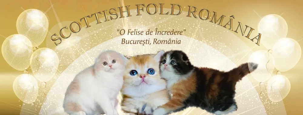 Scottish Fold Romania - Bucharest pet otel görseli 2