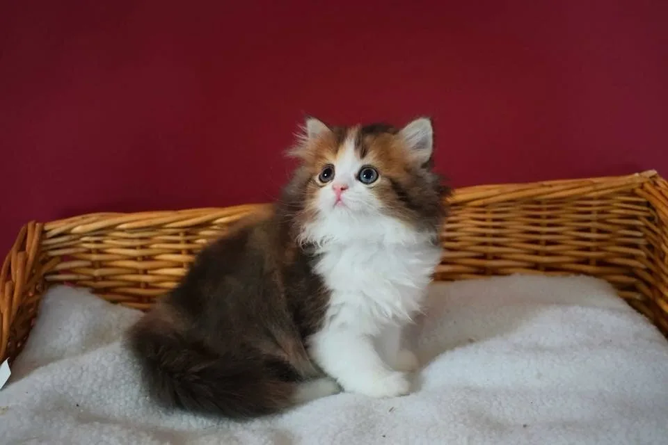 Scottish Fold Romania - Bucharest pet otel görseli 3