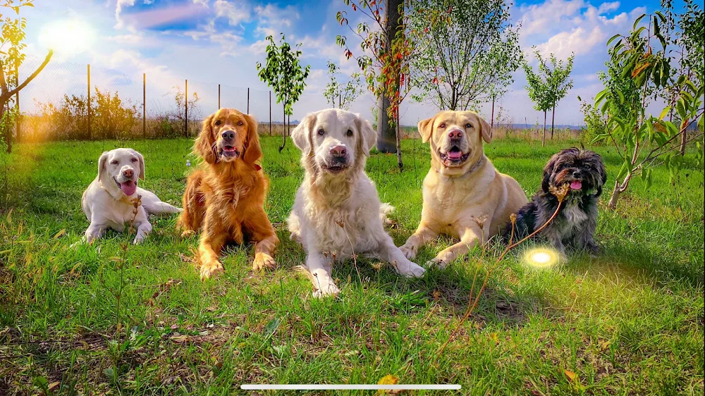 Tina’s Pets Dog Walker & Pet Sitter - Bucharest pet otel
