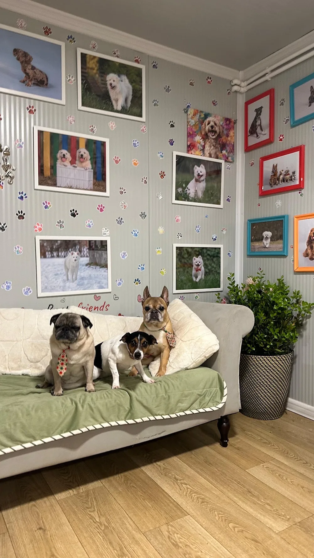 Tina’s Pets Dog Walker & Pet Sitter - Bucharest pet otel görseli 3