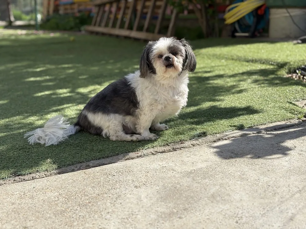 Urbanimal - Pet Hotel - Dog Walking - Pet Sitting - Pet Taxi - Bucharest pet otel