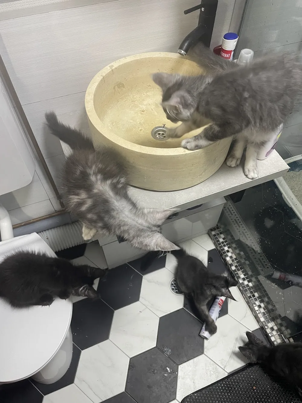 Valahian’s Cattery - Bucharest pet otel görseli 2