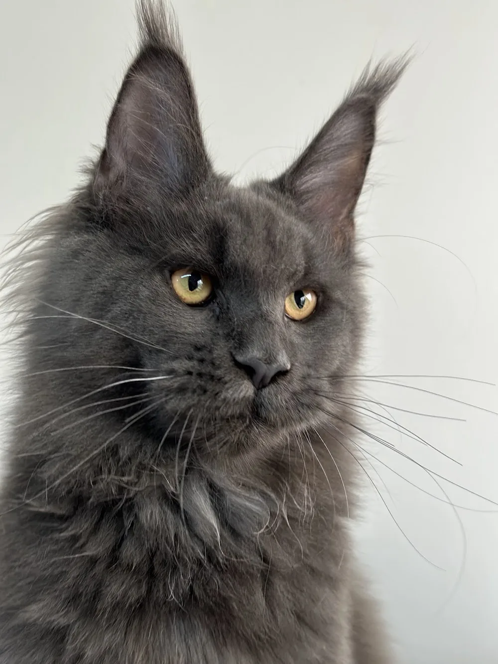 ZamZia Maine Coon Cattery - Bucharest pet otel görseli 2