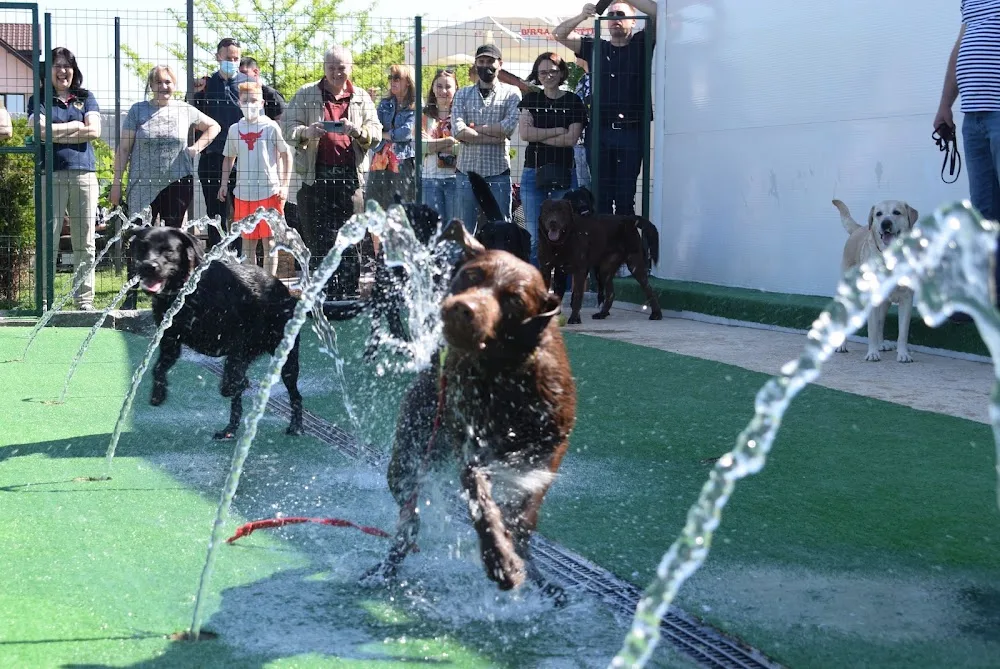 Zen Pet Club - Hotel animale de companie - Bucharest pet otel görseli 3