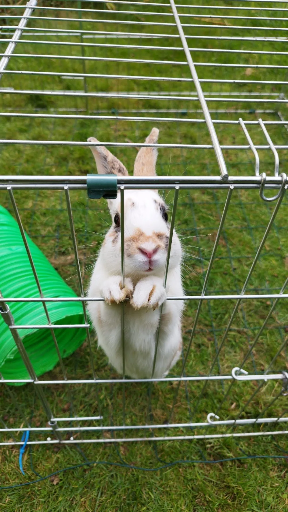 Bunny Garden Paradise - Buckinghamshire pet otel görseli 2
