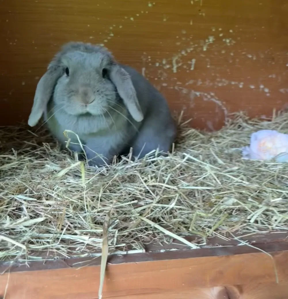 Bunny Garden Paradise - Buckinghamshire pet otel görseli 3