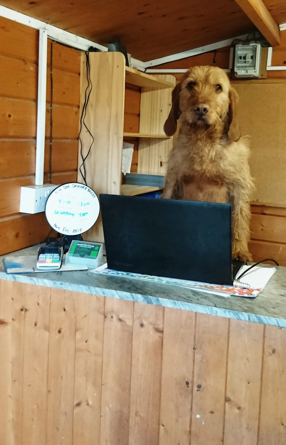 Honeybottom Kennels - Buckinghamshire pet otel görseli 2