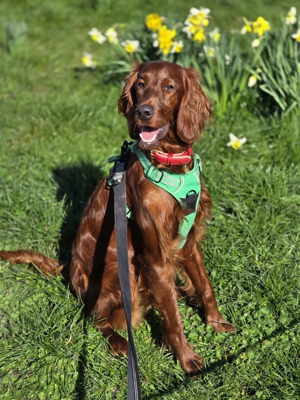 Honeybottom Kennels - Buckinghamshire pet otel görseli 3