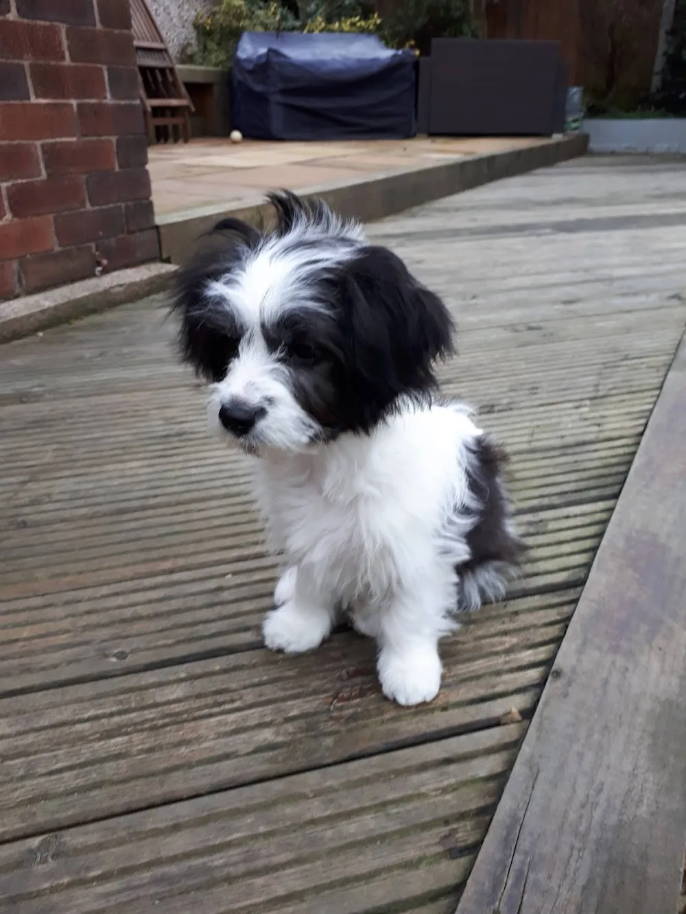Kilconnel Kennels - Buckinghamshire pet otel görseli 3