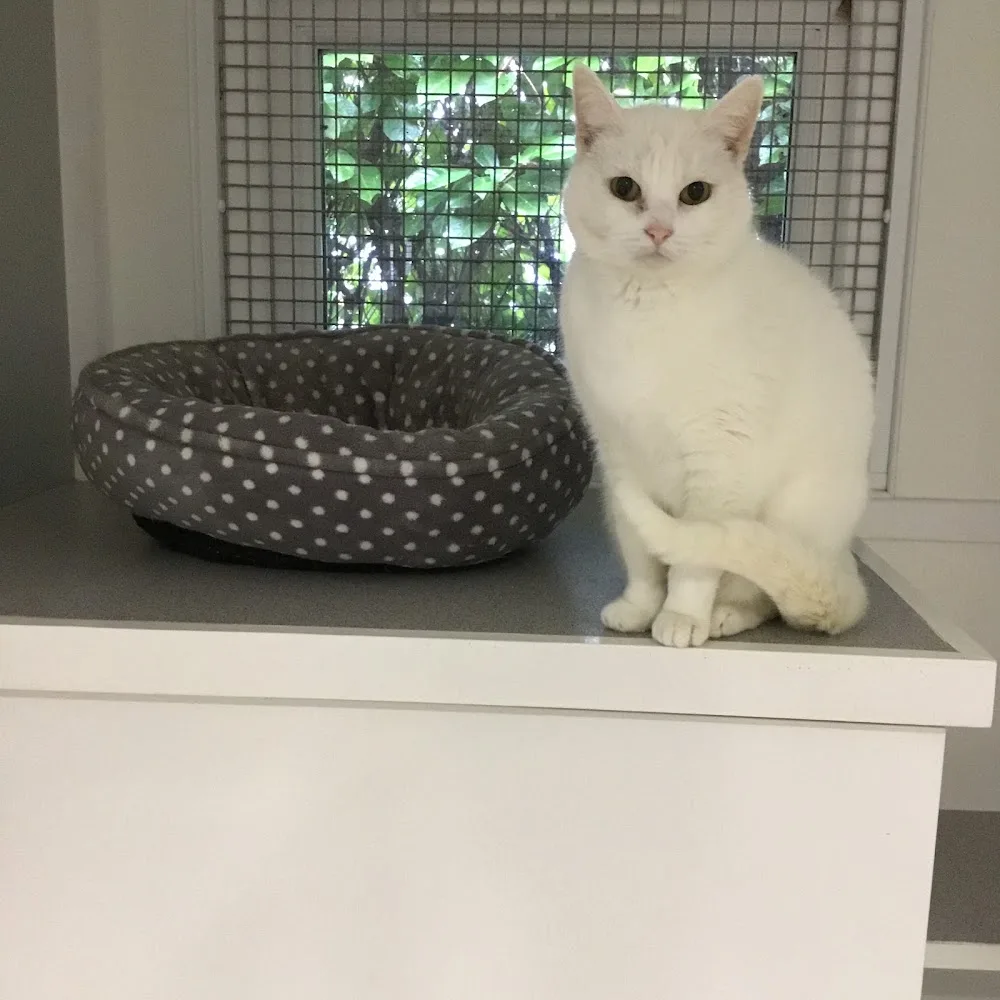 Moggie Motel - Buckinghamshire pet otel görseli 2