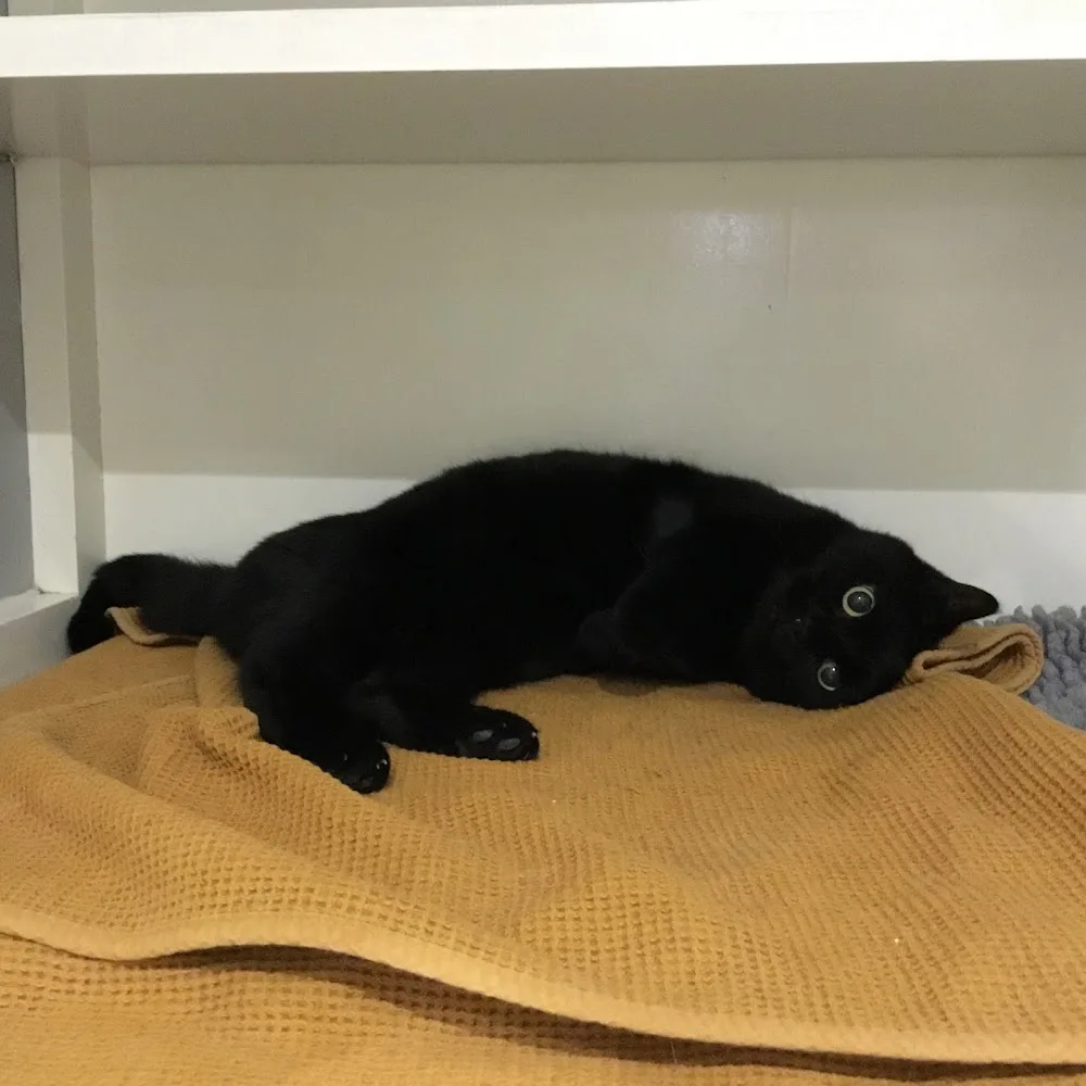 Moggie Motel - Buckinghamshire pet otel görseli 3