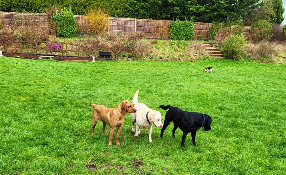 Shadyacres Dog Hotel - Buckinghamshire pet otel