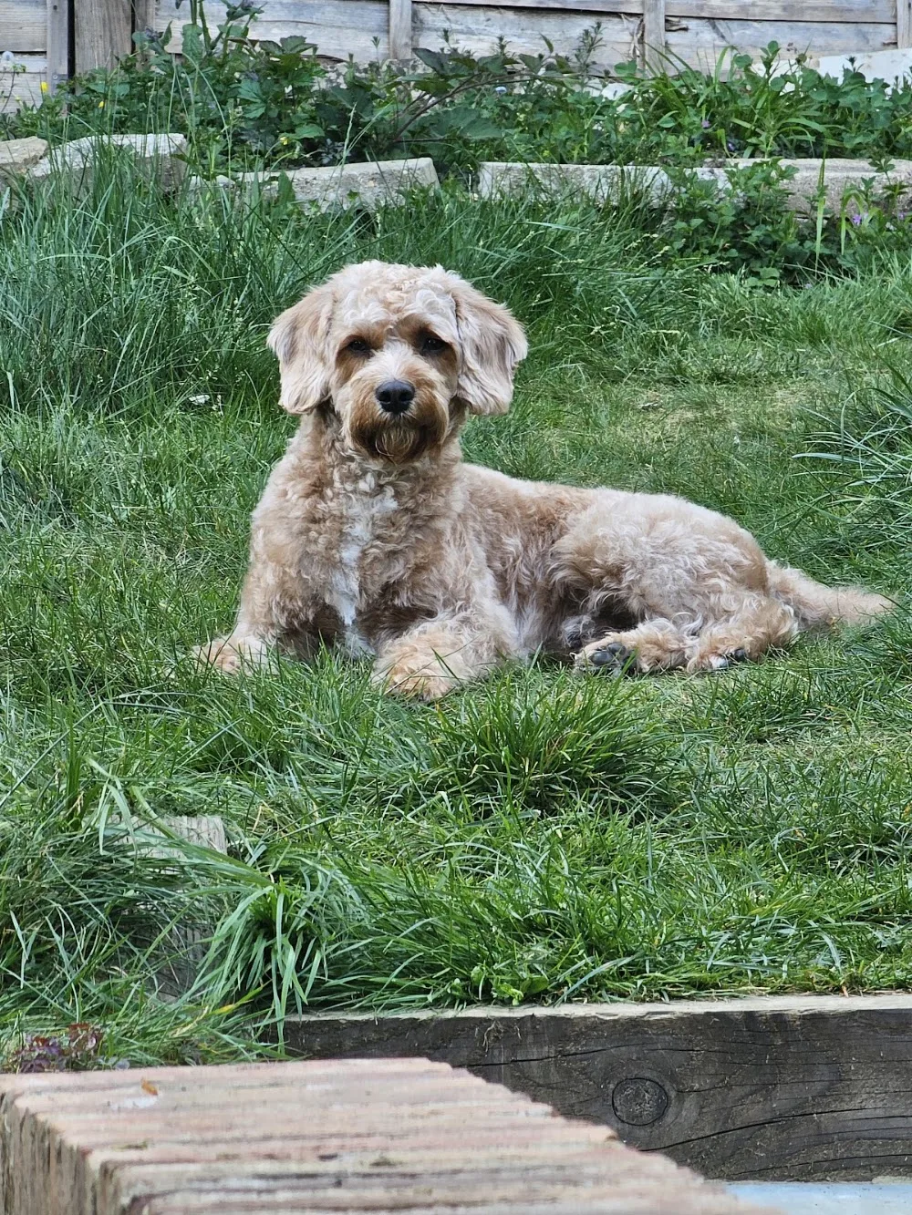 Southfield Farm - Buckinghamshire pet otel görseli 3