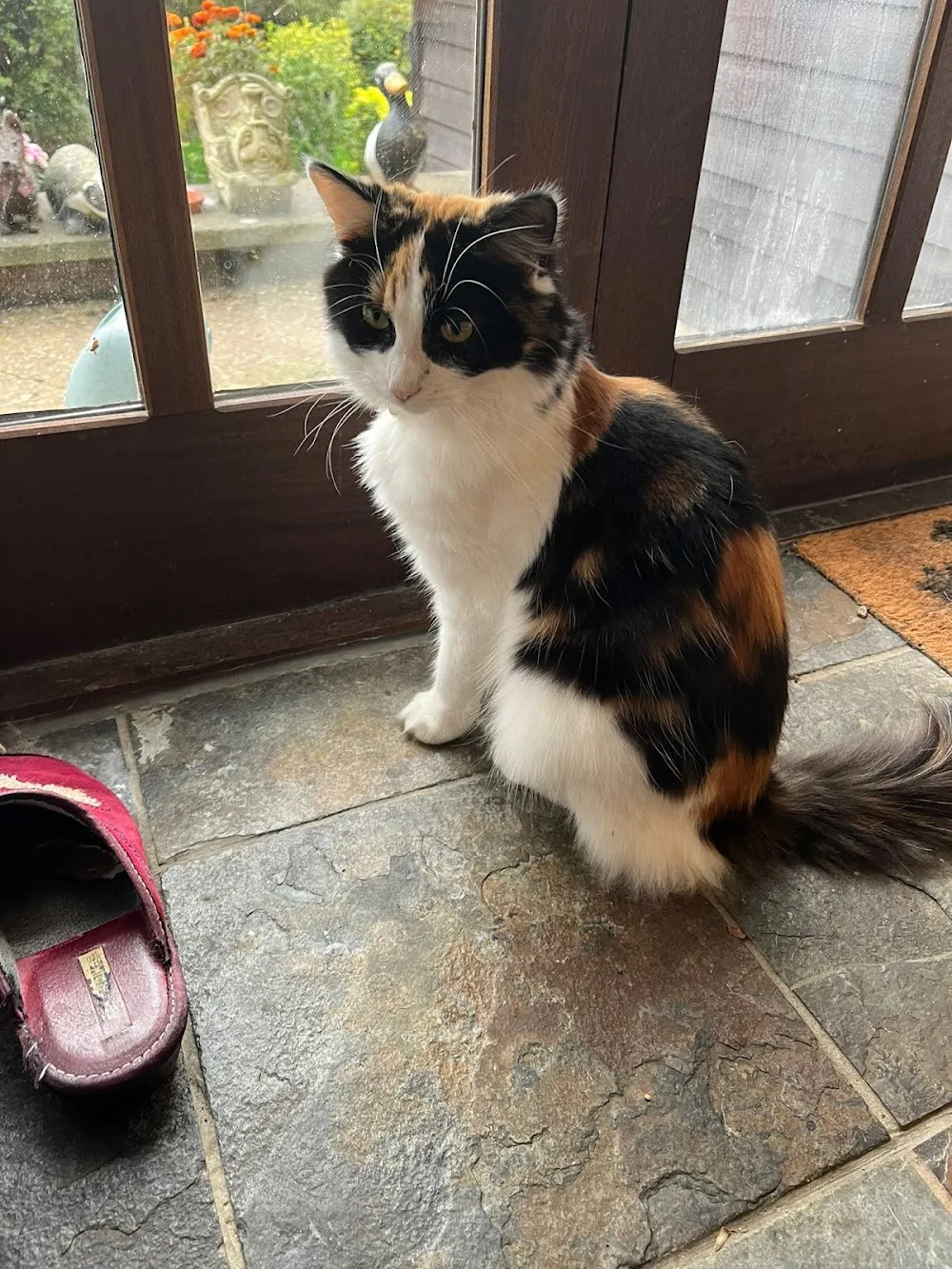 The Cat Butler Thame - Cat Sitting Service, Cattery Alternative - Buckinghamshire pet otel
