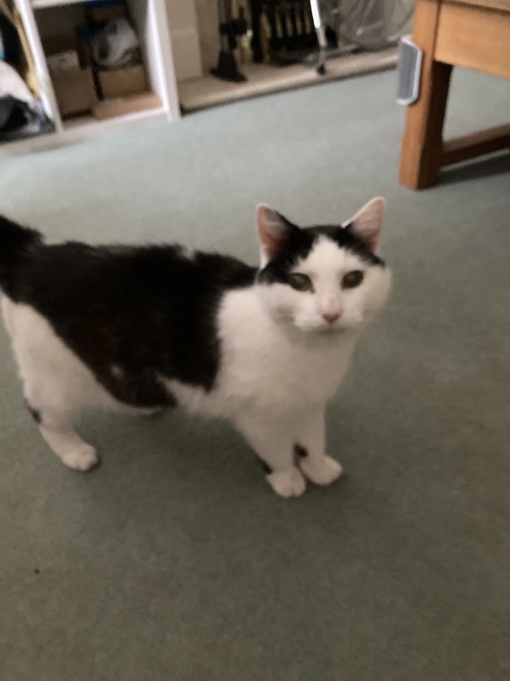 The Cat Butler Thame - Cat Sitting Service, Cattery Alternative - Buckinghamshire pet otel görseli 3