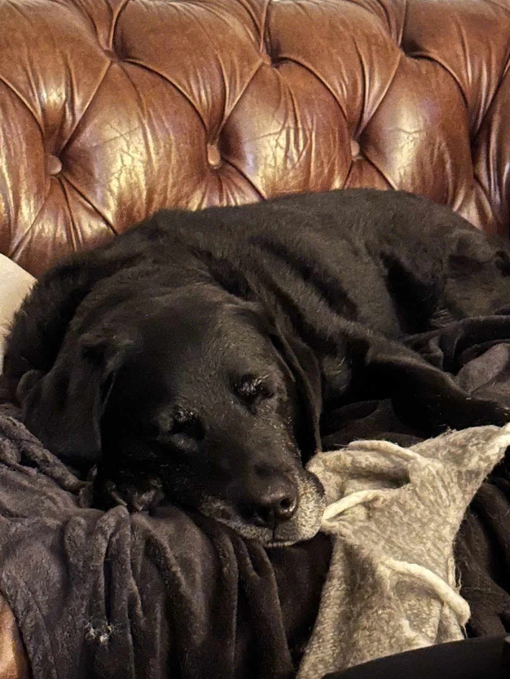 The Dogs Residence - Buckinghamshire pet otel görseli 2