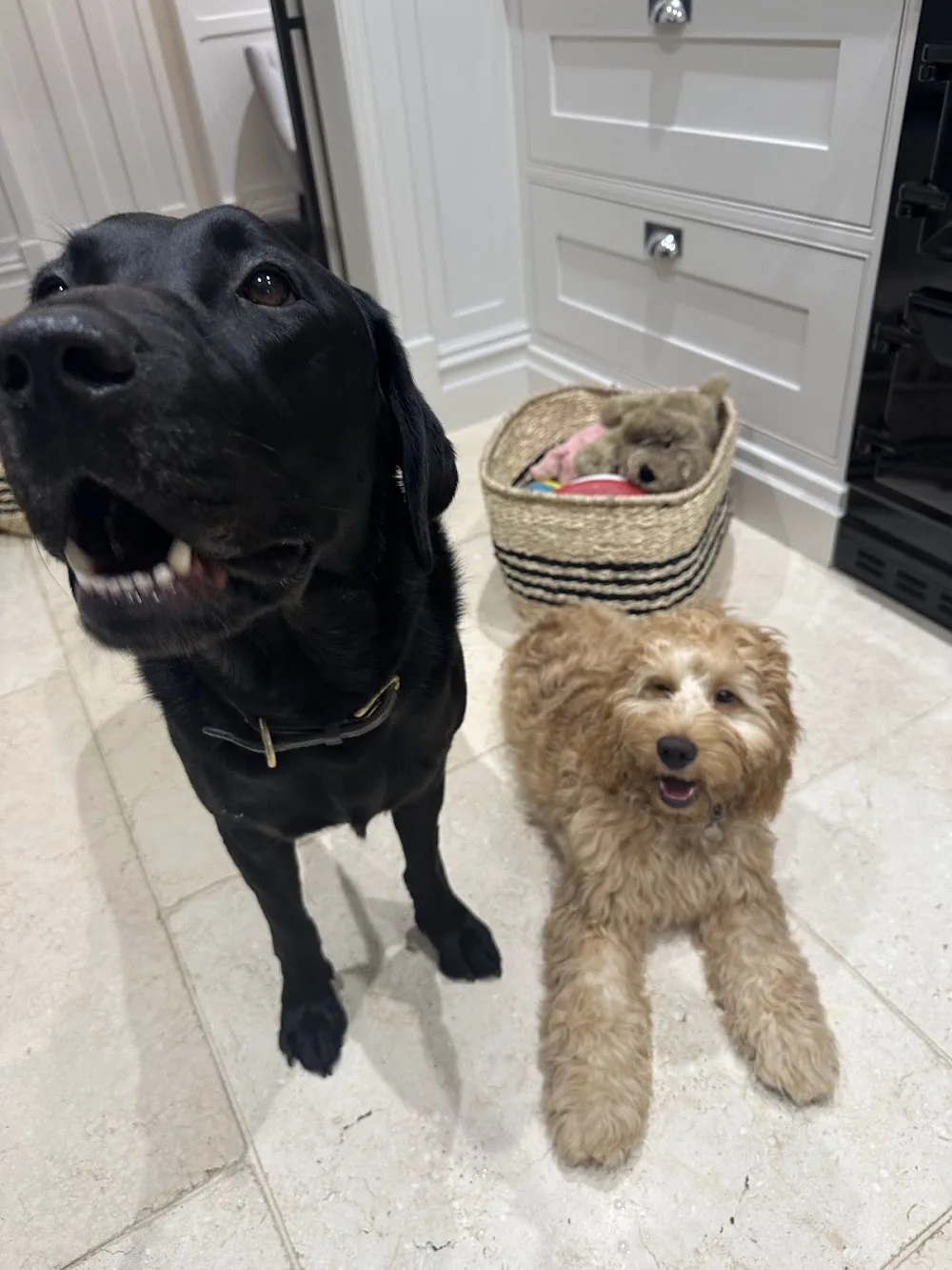 The Dogs Residence - Buckinghamshire pet otel görseli 3