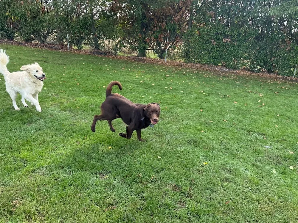 The Four Paws Pet Hotel - Buckinghamshire pet otel görseli 4