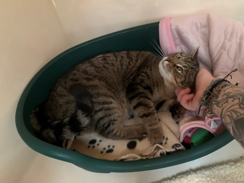 Town Furlong Boarding Cattery - Buckinghamshire pet otel görseli 2