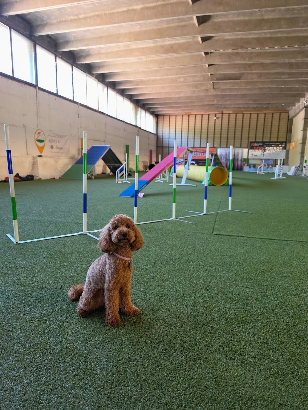 Agility&Dog House - Budapest pet otel