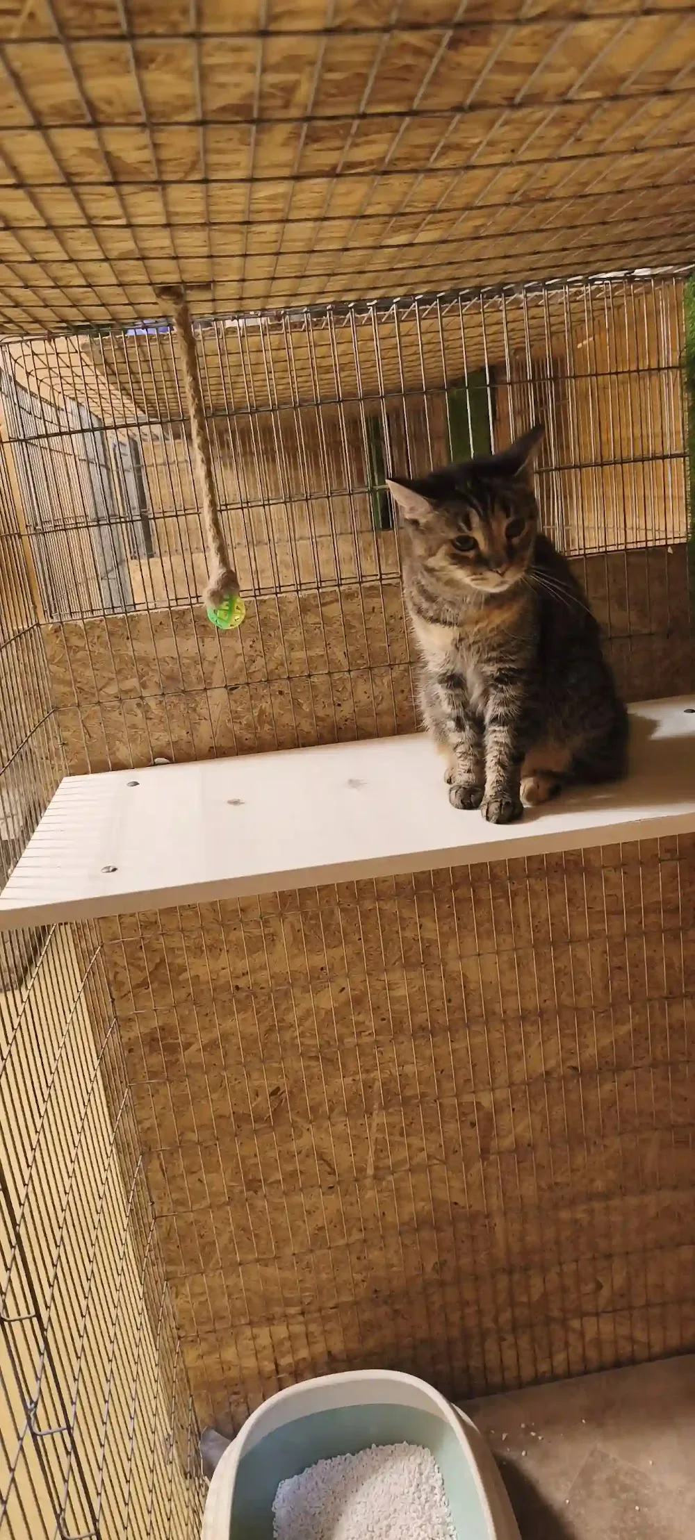 Belvárosi Cicapanzió - Budapest pet otel görseli 7