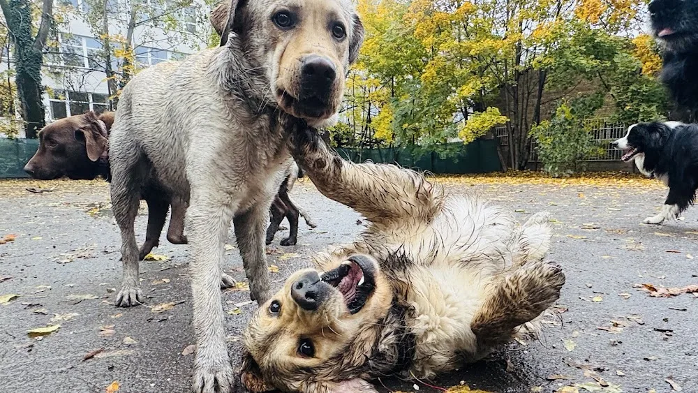 Boldoghotel kutyapanzió és kutyanapközi - Budapest pet otel görseli 10