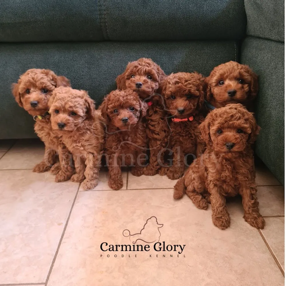 Carmine Glory Poodle Kennel - Budapest pet otel
