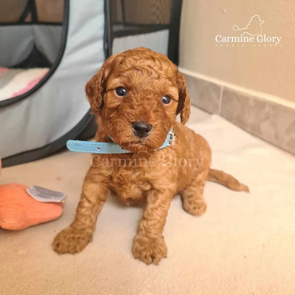 Carmine Glory Poodle Kennel - Budapest pet otel görseli 3