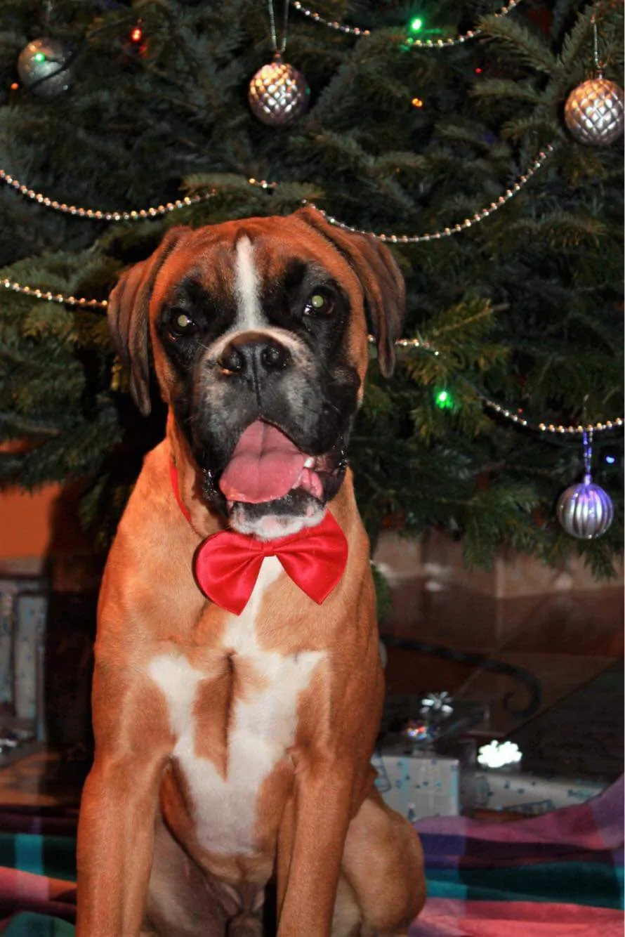 Champion-BoX Boxer&Boston kennel - Budapest pet otel görseli 6