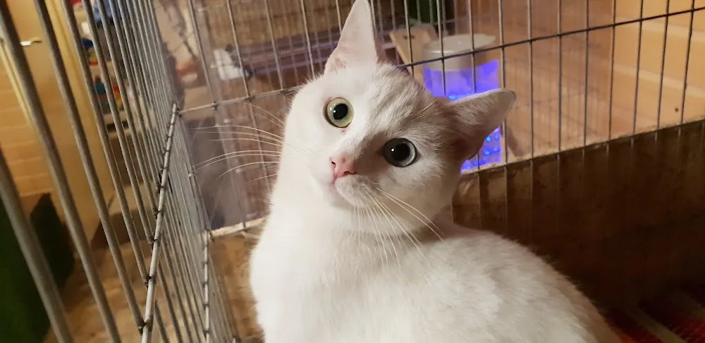 Cicapanzió - Budapest pet otel görseli 6