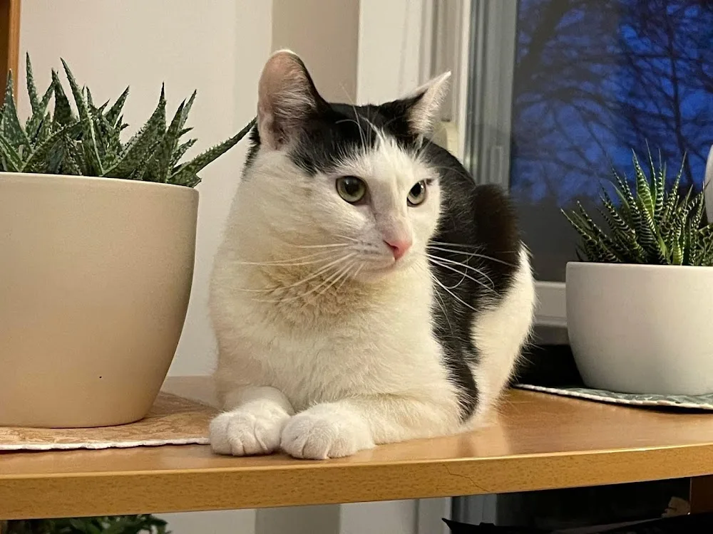 Cicapanzió - Budapest pet otel görseli 7