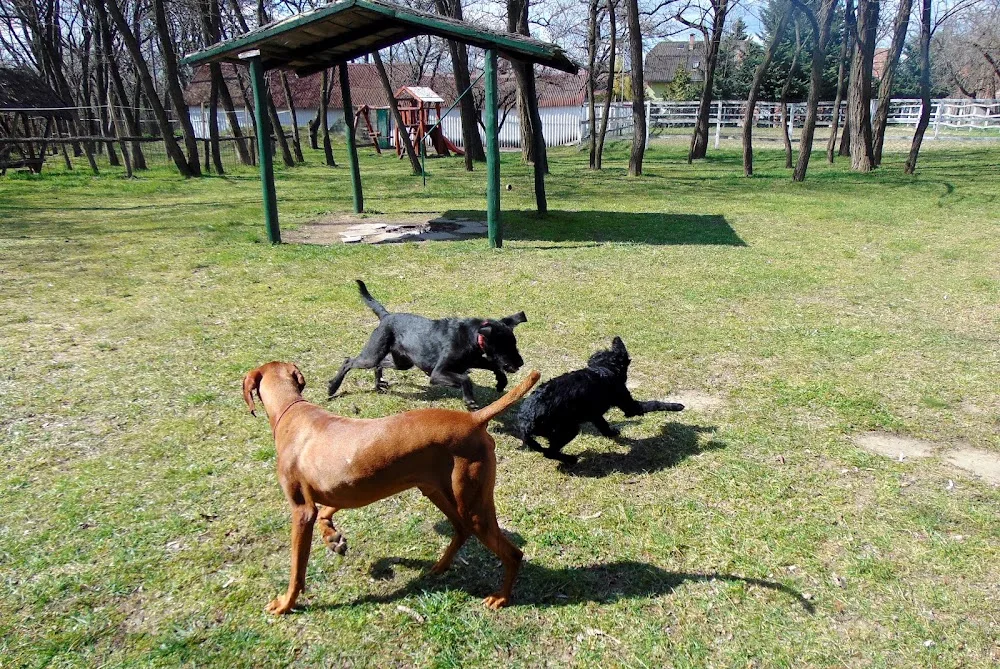 CityPets Kutyapanzió - Budapest pet otel görseli 7