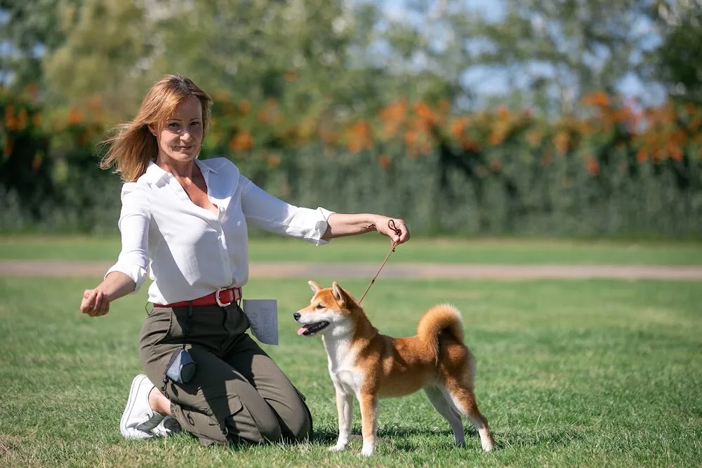 Dami Nohosa Shiba Inu Kennel - Budapest pet otel