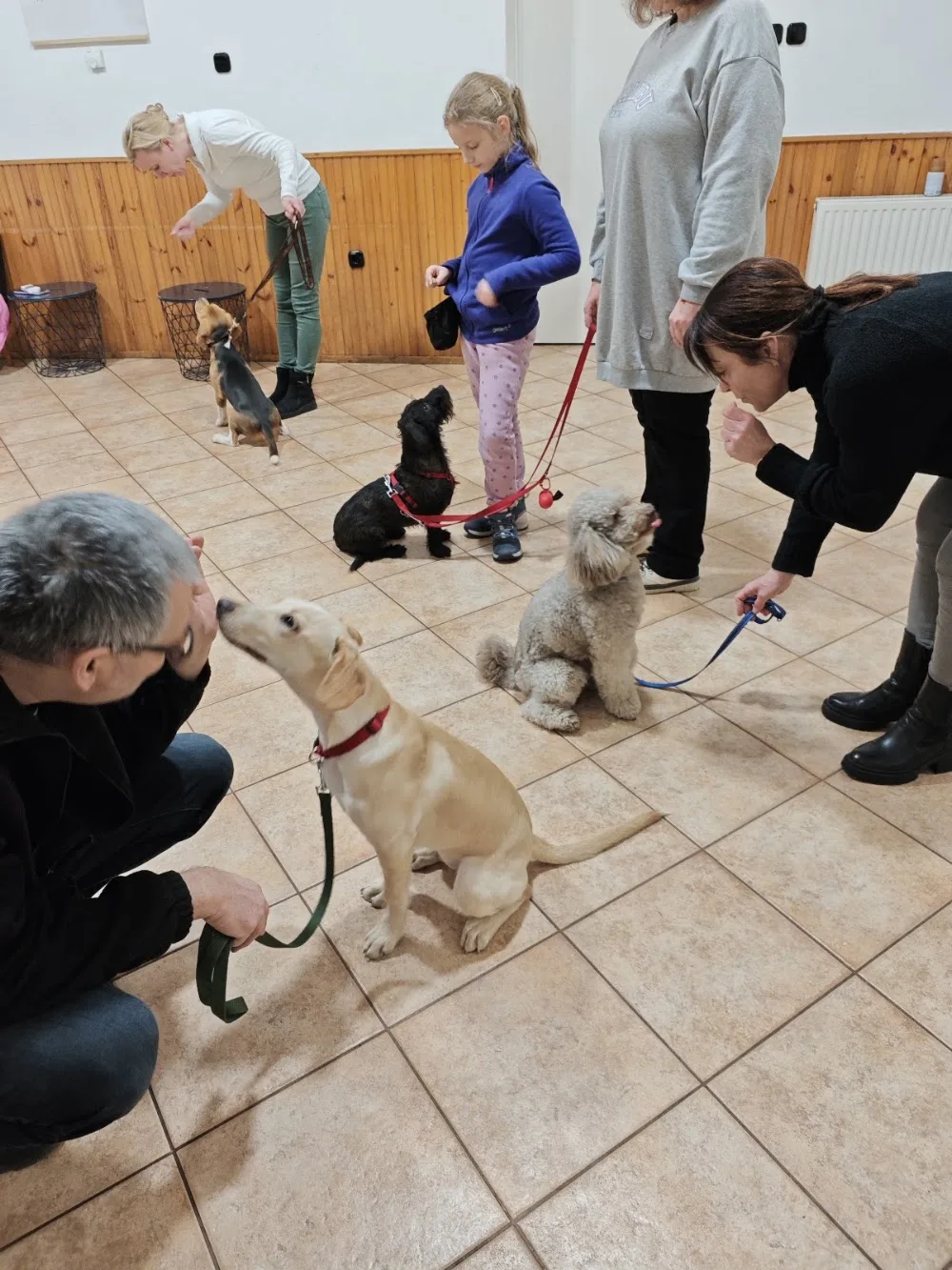 DobDog kutyanapközi iskola & spa - Budapest pet otel görseli 10