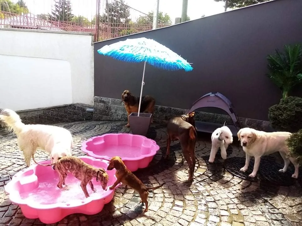 Doggy de Luxe Kutyapanzió - Budapest pet otel