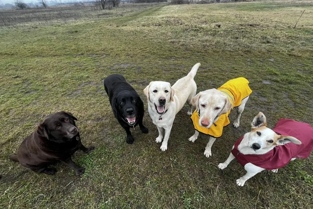 Dogsie Daycare / Kutyanapközi - Budapest pet otel görseli 3