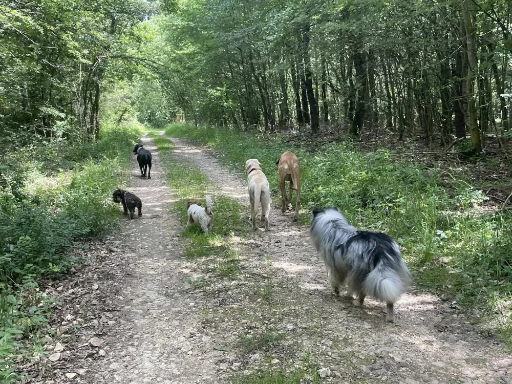 Dogsie Daycare / Kutyanapközi - Budapest pet otel görseli 6