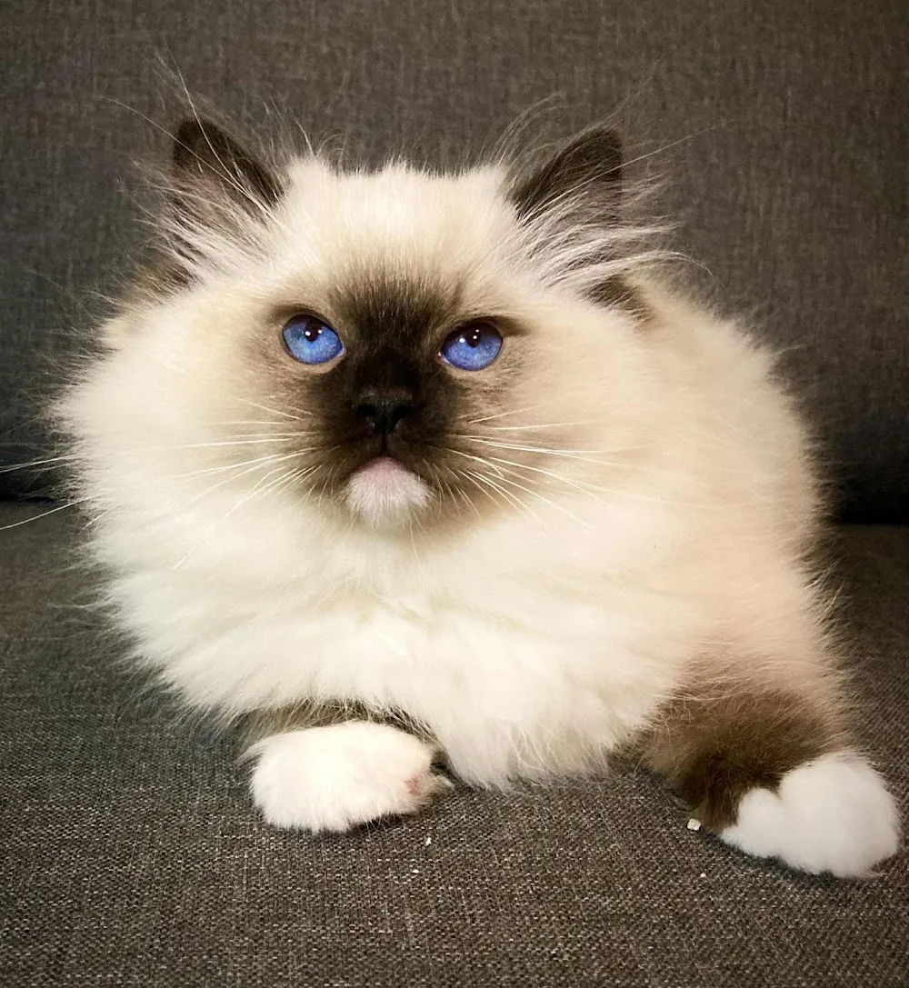 Elysien Ragdoll Cattery - Budapest pet otel görseli 2