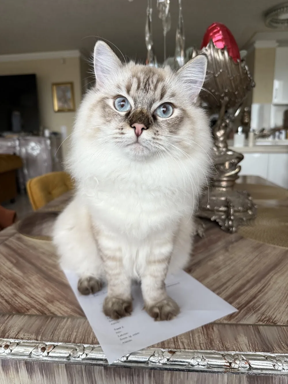 Elysien Ragdoll Cattery - Budapest pet otel görseli 3