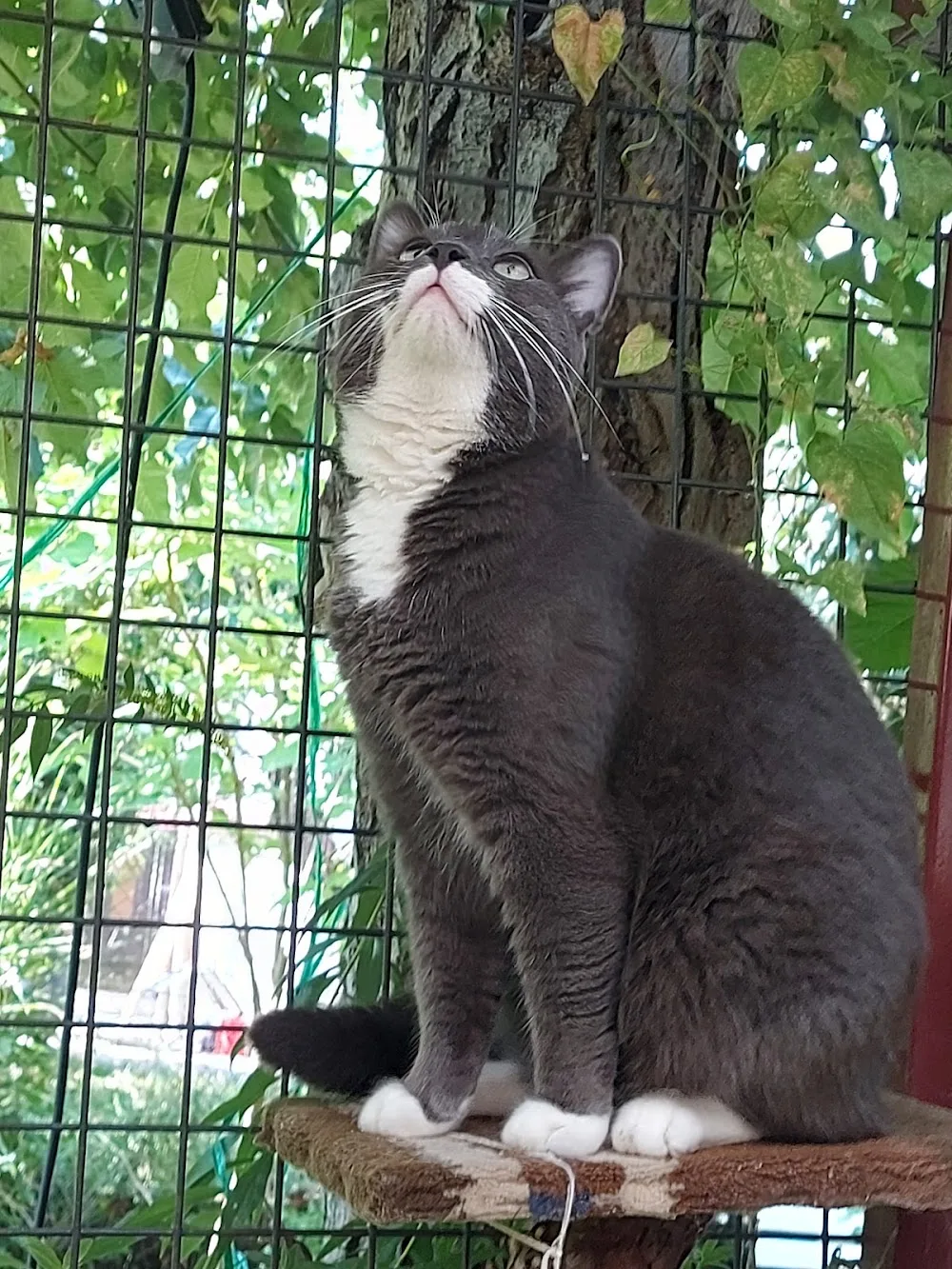 Gazdagréti Macskapanzió és napközi - Budapest pet otel görseli 2