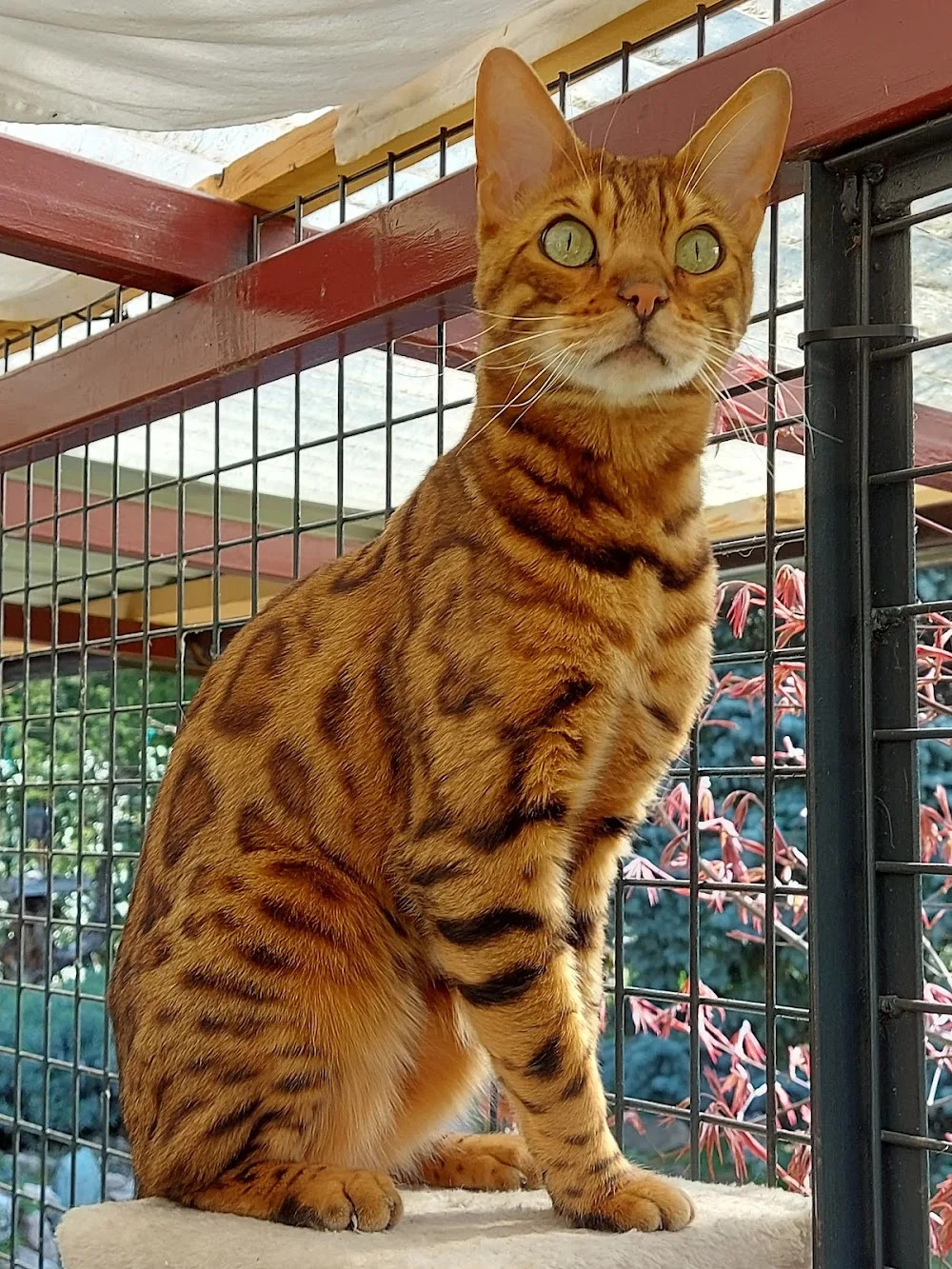 Gazdagréti Macskapanzió és napközi - Budapest pet otel görseli 7