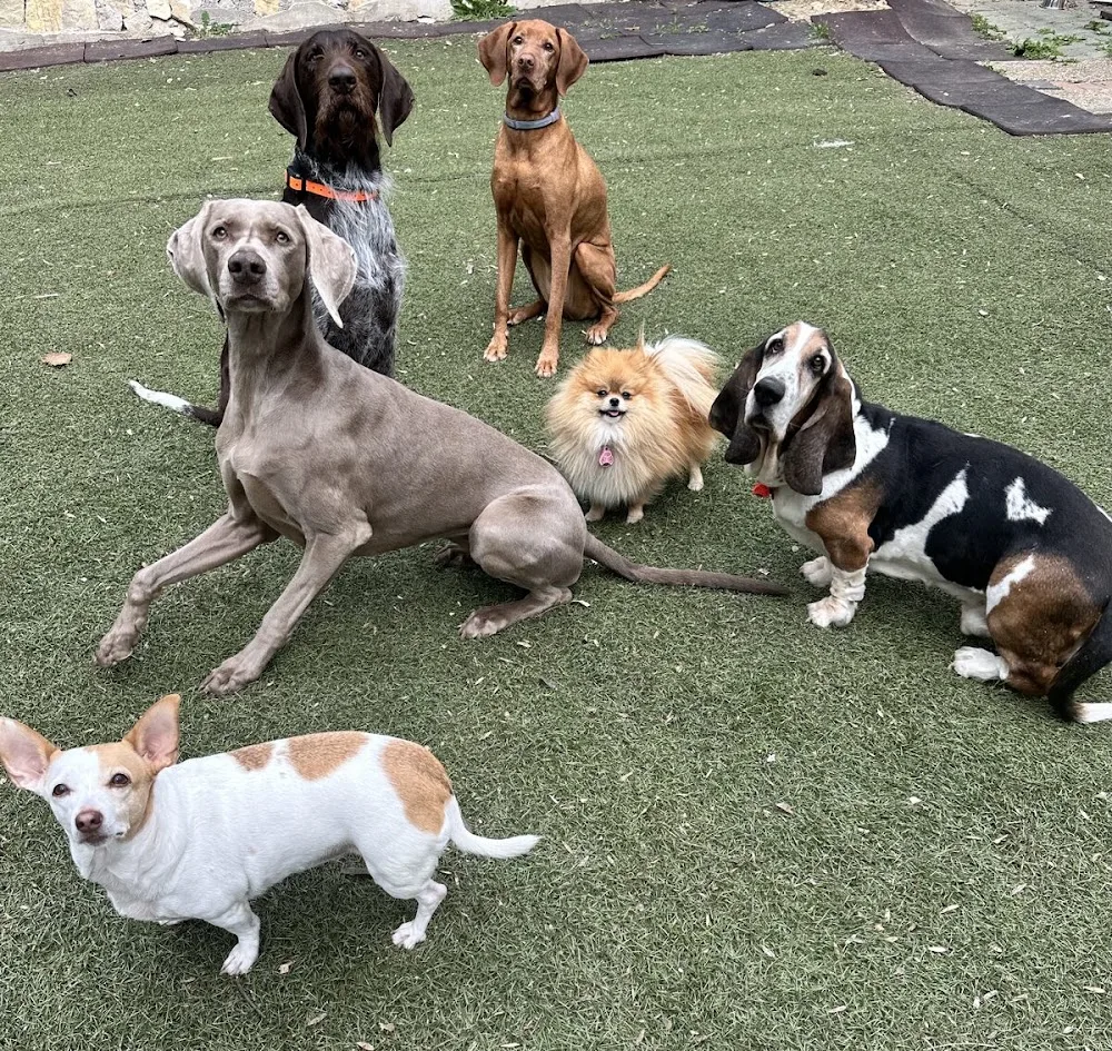 Hegyvidék Kutyanapközi - Budapest pet otel