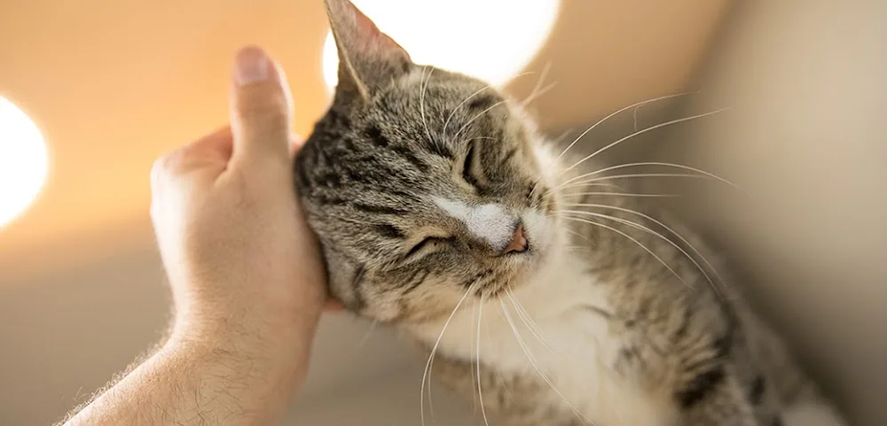 Macskabefogás, leadás és elszállítás - Budapest pet otel