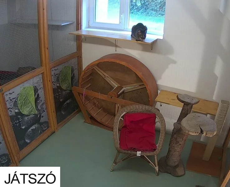 Mikka-Makka cicapanzió - Budapest pet otel görseli 3